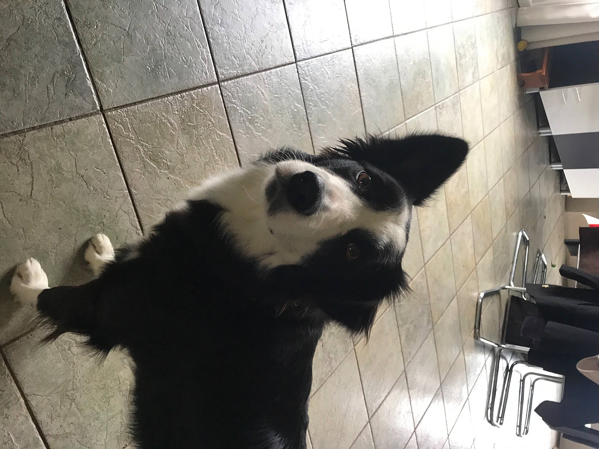 Nala participe au concours pour gagner de l'argent avec cette photo : canidae, carnivore, companion_dog, dog, dog_breed, flooring, fur, gas, monochrome, monochrome_photography, non_sporting_group, pet_supply, shadow, sporting_group, tail, terrestrial_animal, tints_and_shades, whiskers, working_animal, working_dog