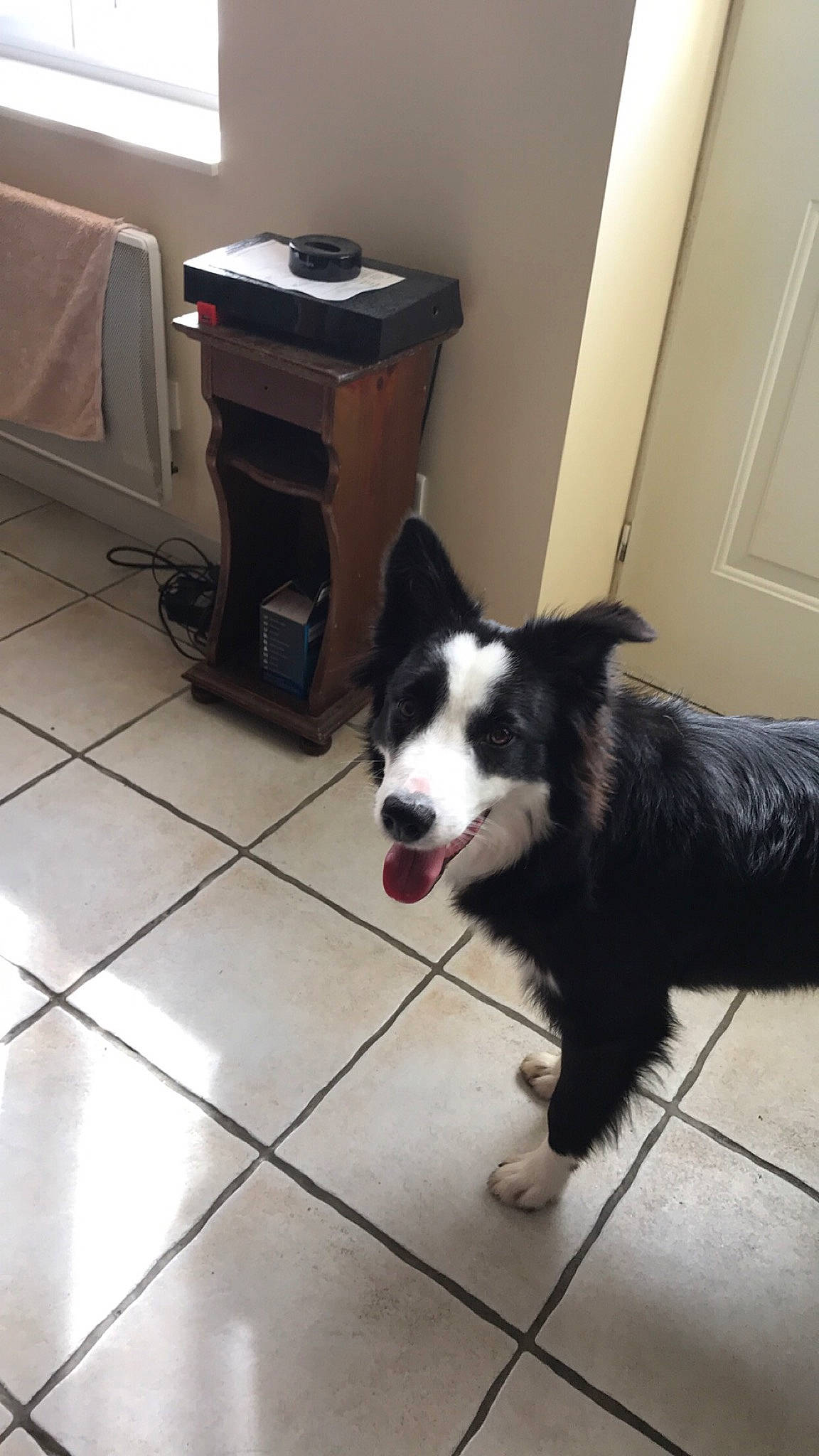 Nala participe au concours pour gagner de l'argent avec cette photo : border_collie, carnivore, companion_dog, dog, dog_breed, door, felidae, floor, flooring, fur, hardwood, herding_dog, home_appliance, room, snout, sporting_group, tile_flooring, whiskers, working_animal, working_dog
