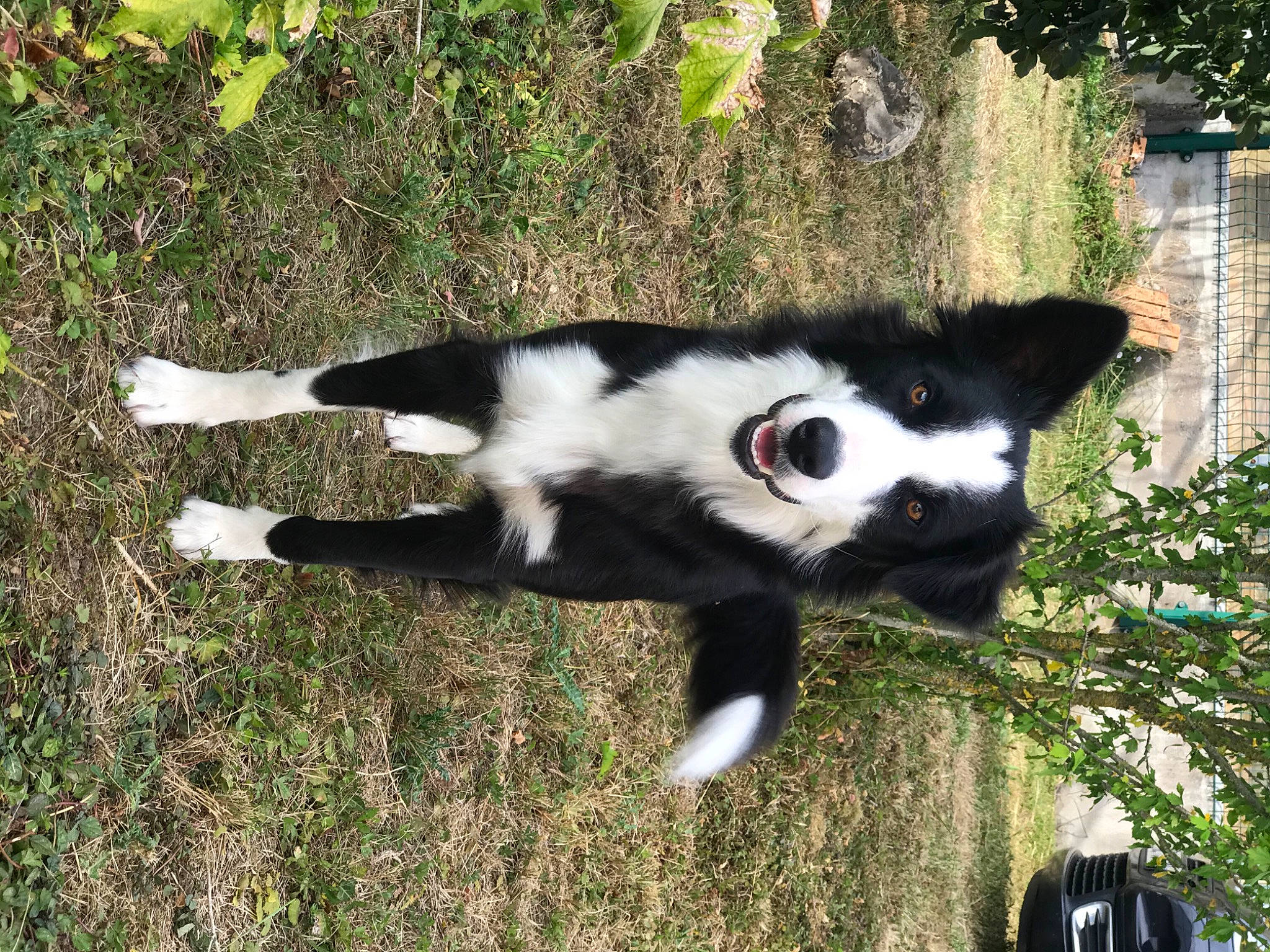 Nala a rejoint le concours — aidez-le/la à gagner de superbes lots ! art, canidae, carnivore, companion_dog, dog_breed, domestic_short_haired_cat, felidae, fur, grass, mammal, non_sporting_group, plant, small_to_medium_sized_cats, snout, tail, terrestrial_animal, tree, whiskers, working_animal, working_dog