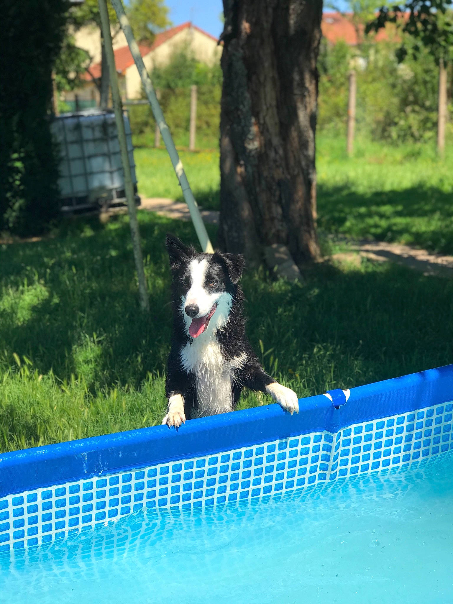 Nala a rejoint le concours — aidez-le/la à gagner de superbes lots ! animal_sports, canidae, carnivore, companion_dog, dog, dog_agility, dog_breed, dog_sports, dog_supply, electric_blue, fun, grass, herding_dog, leisure, mesh, plant, recreation, sporting_group, sports, tree