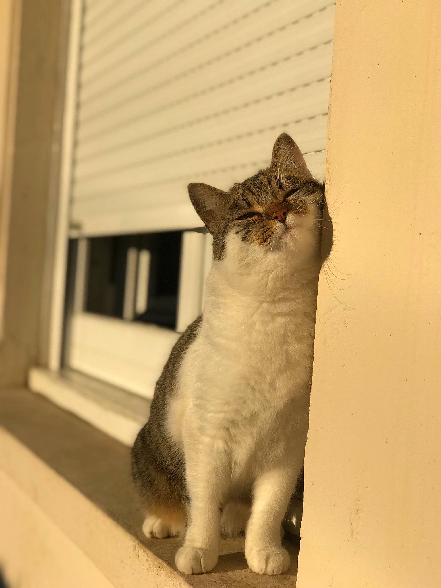 Taga participe au concours pour gagner de l'argent avec cette photo : carnivore, cat, domestic_short_haired_cat, eye, fawn, felidae, fur, grey, monochrome, monochrome_photography, paw, shadow, sitting, small_to_medium_sized_cats, snout, tail, tints_and_shades, whiskers, window, wood