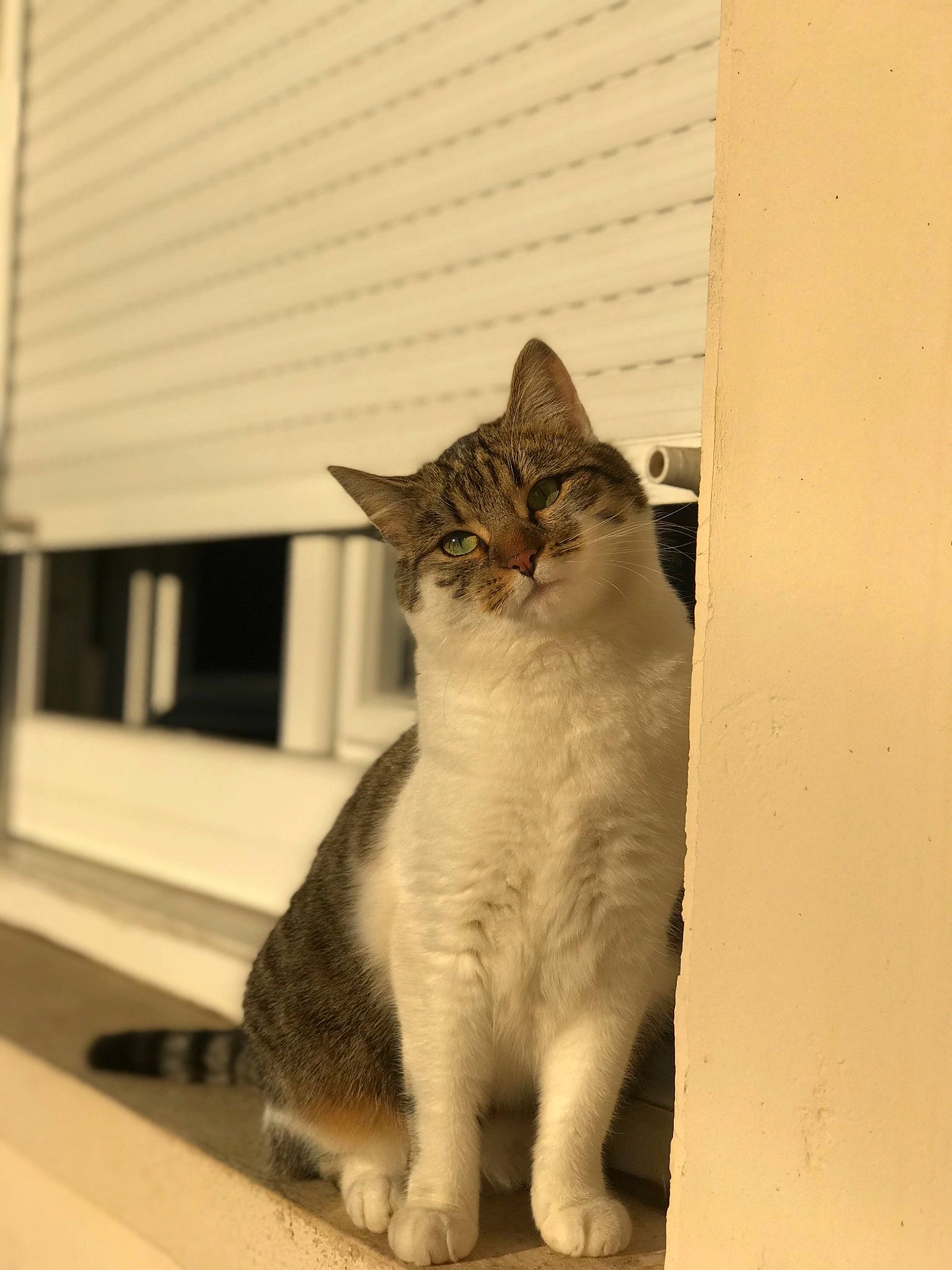 Taga a rejoint le concours — aidez-le/la à gagner de superbes lots ! carnivore, cat, domestic_short_haired_cat, door, facade, fawn, felidae, fur, monochrome_photography, paw, sitting, small_to_medium_sized_cats, snout, tail, tints_and_shades, tree, whiskers, wildlife, window, wood