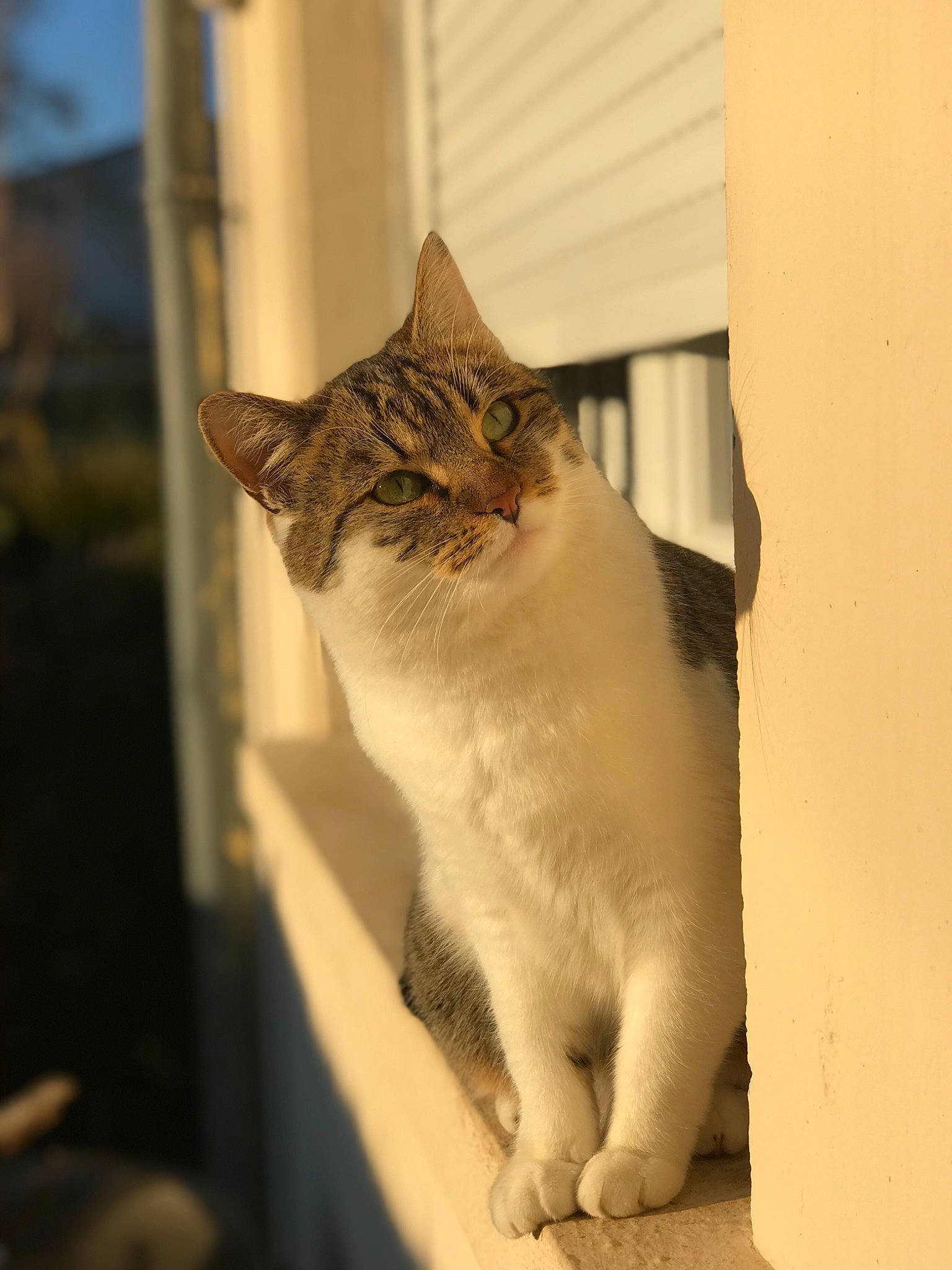 Taga participe au concours pour gagner de l'argent avec cette photo : cardboard, carnivore, cat, domestic_short_haired_cat, door, fawn, felidae, fur, paw, sitting, small_to_medium_sized_cats, snout, tail, tints_and_shades, whiskers, wildlife, window, winter, wood