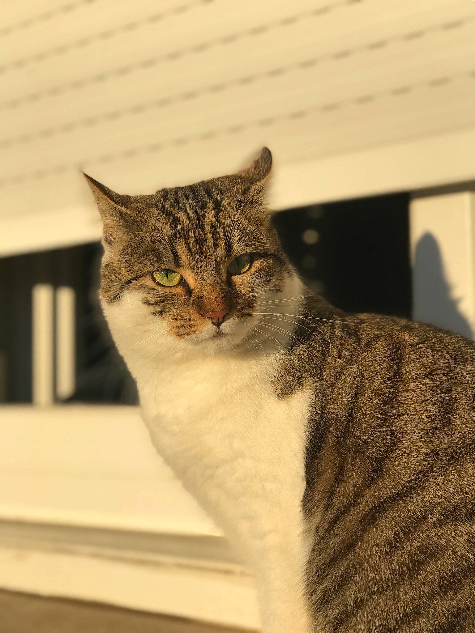 Taga a rejoint le concours — aidez-le/la à gagner de superbes lots ! art, carnivore, cat, domestic_short_haired_cat, eye, fawn, felidae, fur, head, plant, small_to_medium_sized_cats, snout, tail, terrestrial_animal, tree, whiskers, wildlife, window, wood