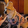 accessories, bed, blanket, canine, casual, clothing, dog, floral_shirt, gold_chain, hat, household, indoor, pet, portrait, relaxed, shirt, sitting, straw_hat, white_dog, wooden_cabinet