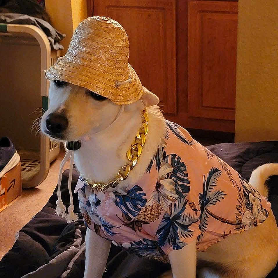 Anela is registered to the contest to win money with this photo: accessories, bed, blanket, canine, casual, clothing, dog, floral_shirt, gold_chain, hat, household, indoor, pet, portrait, relaxed, shirt, sitting, straw_hat, white_dog, wooden_cabinet