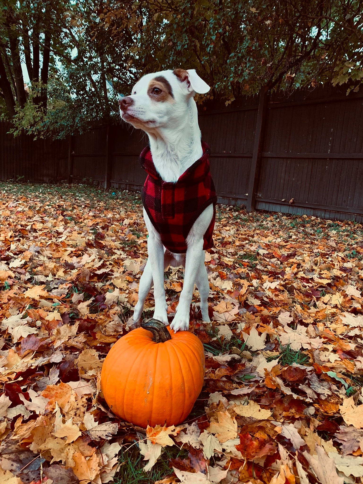 Loki is registered to the contest to win money with this photo: autumn, calabaza, canidae, carnivore, companion_dog, cucurbita, dog, dog_breed, fawn, leaf, plant, pumpkin, tail, toy_dog, trick_or_treat