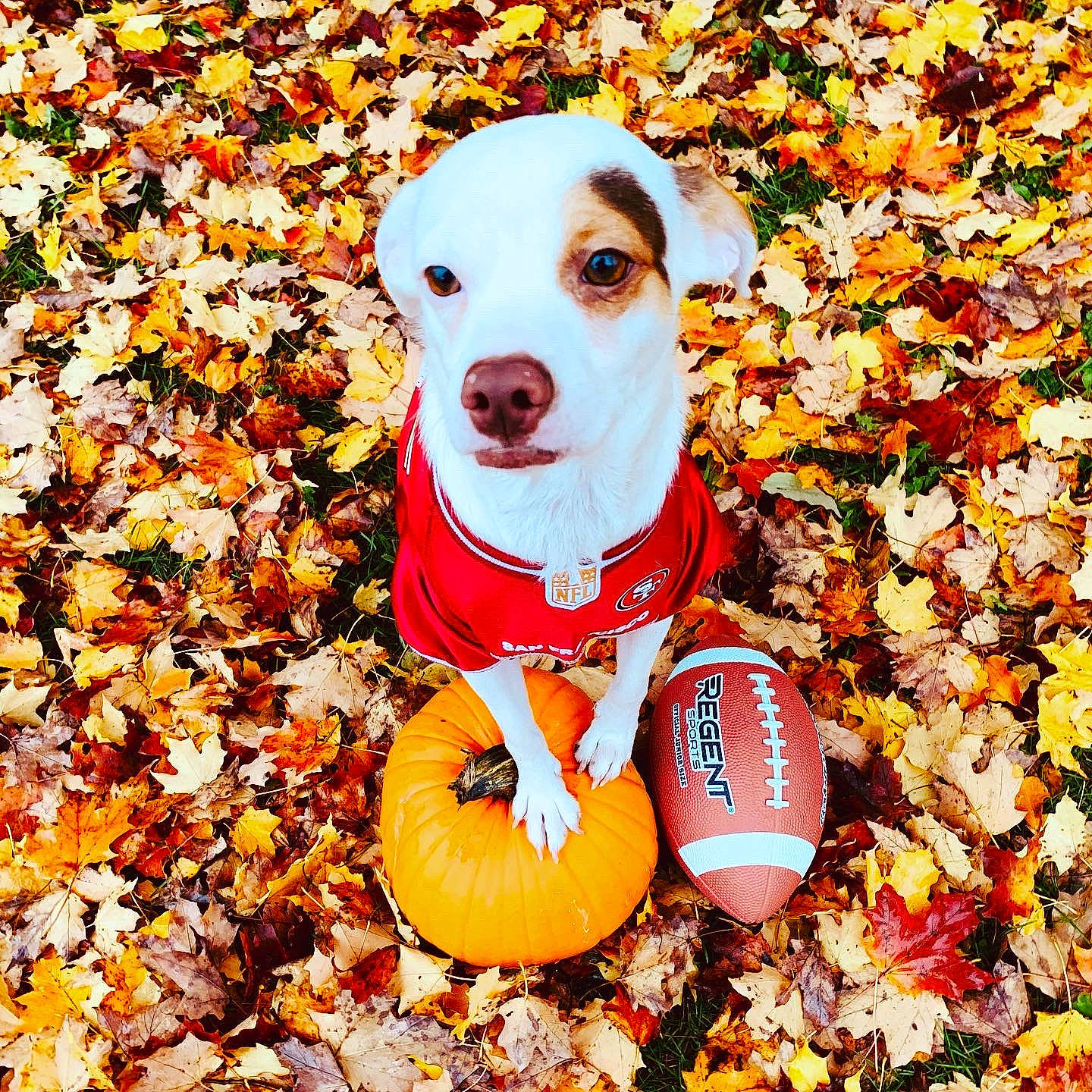 Loki joined the competition — help win amazing prizes! autumn, canidae, carnivore, companion_dog, dog, dog_breed, jack_russell_terrier, leaf, mammal, play, puppy, rare_breed_dog, russell_terrier, sporting_group