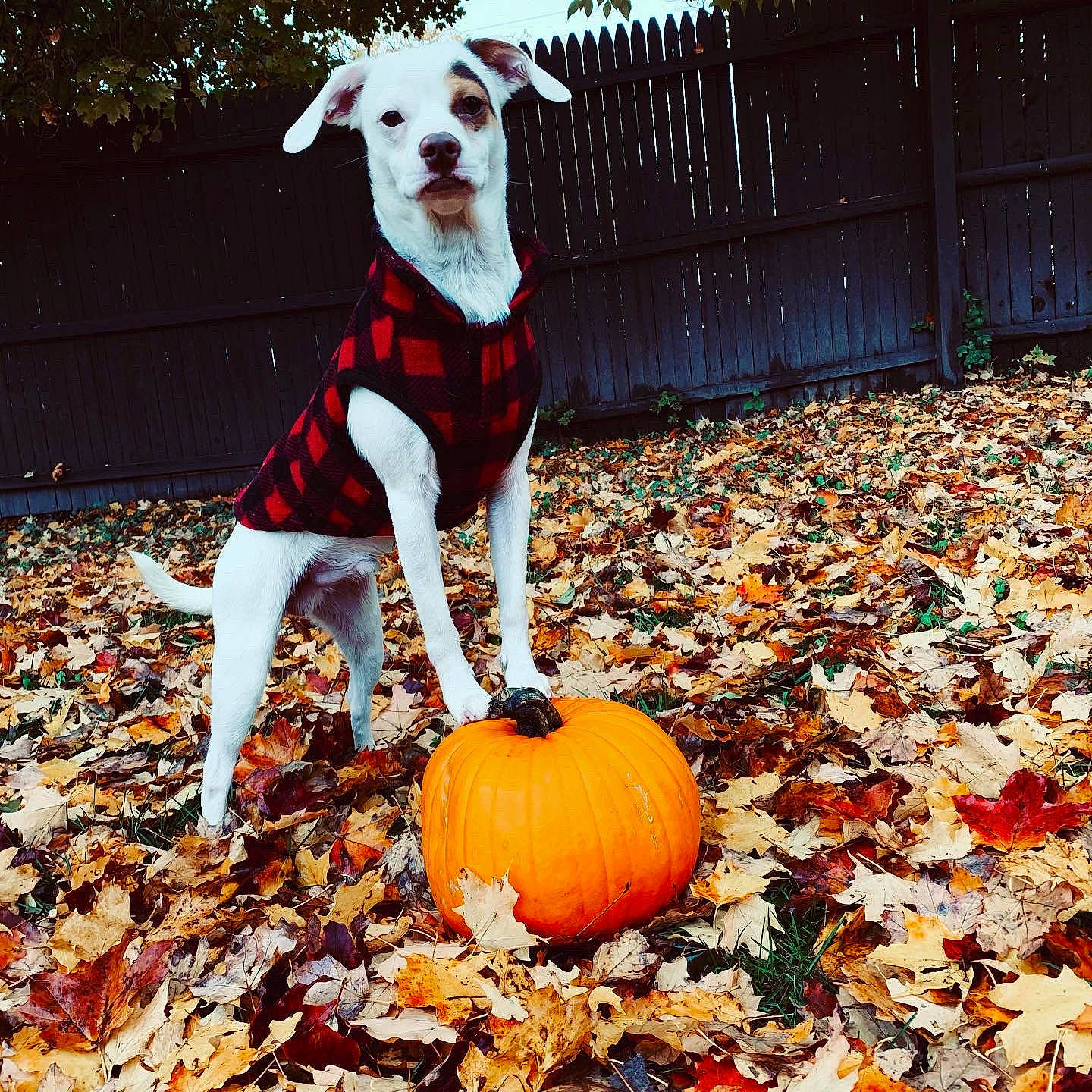 Loki joined the competition — help win amazing prizes! autumn, ball, calabaza, canidae, carnivore, companion_dog, cucurbita, design, dog, dog_breed, gourd, leaf, pattern, plant, play, pumpkin, puppy, sporting_group, trick_or_treat, winter_squash