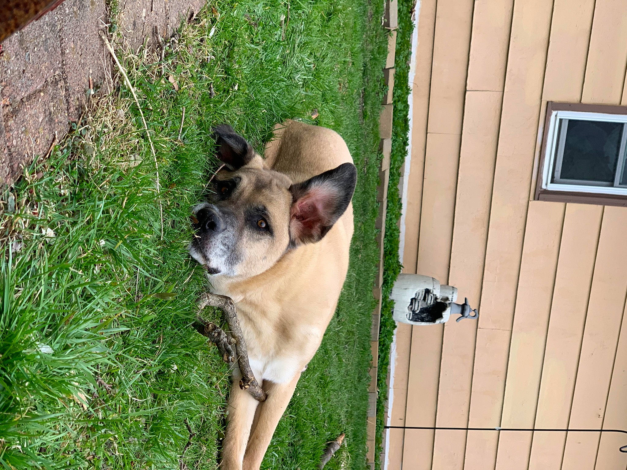 Zeus is registered to the contest to win money with this photo: animal_shelter, canidae, carnivore, dog, dog_breed, fawn, mammal, snout, vertebrate