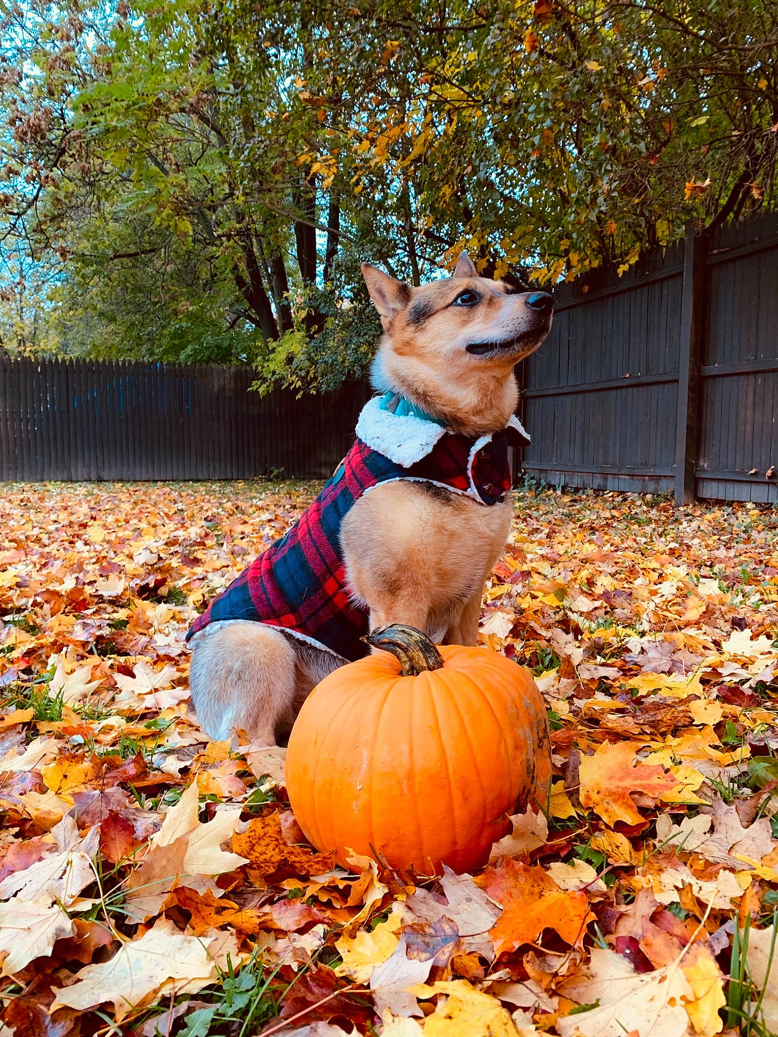 Dixie is registered to the contest to win money with this photo: autumn, calabaza, canidae, carnivore, companion_dog, cucurbita, dog, dog_breed, fawn, leaf, pembroke_welsh_corgi, plant, pumpkin, tree
