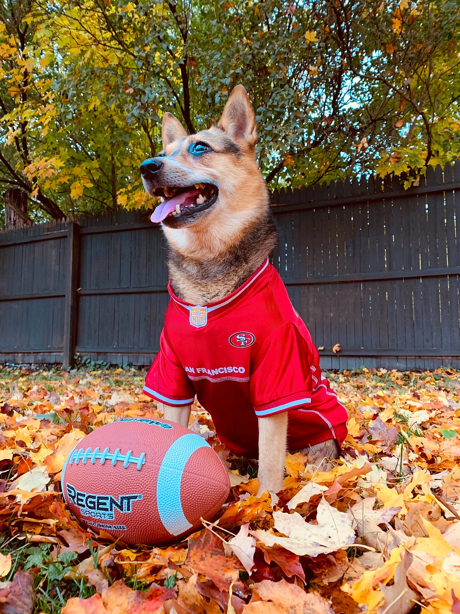 Dixie joined the competition — help win amazing prizes! autumn, canidae, carnivore, dog, dog_breed, dog_clothes, east_european_shepherd, fawn, kunming_wolfdog, leaf, non_sporting_group, pembroke_welsh_corgi, shiba_inu, tree, welsh_corgi, wolfdog