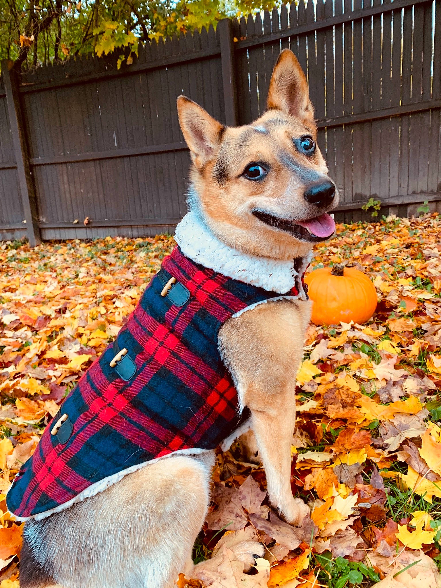 Dixie is registered to the contest to win money with this photo: autumn, canidae, carnivore, carolina_dog, companion_dog, corgi_chihuahua, design, dog, dog_breed, dog_clothes, fawn, leaf, mammal, norwegian_lundehund, pattern, pembroke_welsh_corgi, plaid, tartan, tree