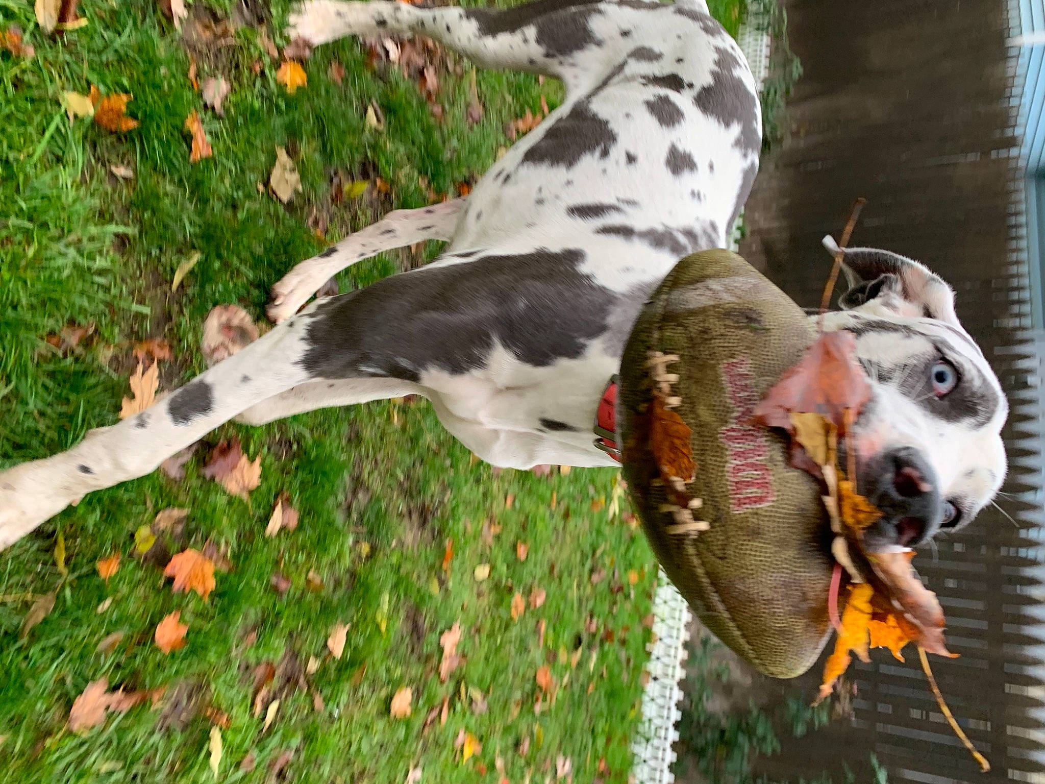 Aspen joined the competition — help win amazing prizes! canidae, carnivore, dog, dog_breed, fawn, hunting_dog, louisiana_catahoula_leopard_dog, mammal, non_sporting_group, sporting_group, vertebrate