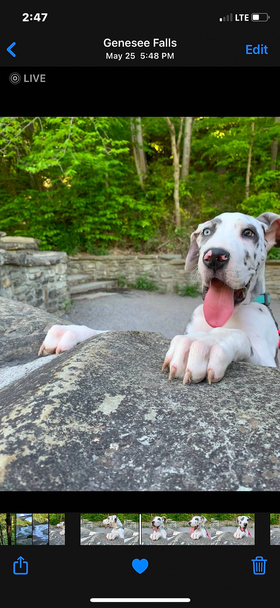 Aspen is registered to the contest to win money with this photo: american_bulldog, american_pit_bull_terrier, bully_kutta, canidae, carnivore, dog, dog_breed, dogo_argentino, dogo_guatemalteco, fawn, gull_terr, mammal, non_sporting_group, pit_bull, snout, vertebrate