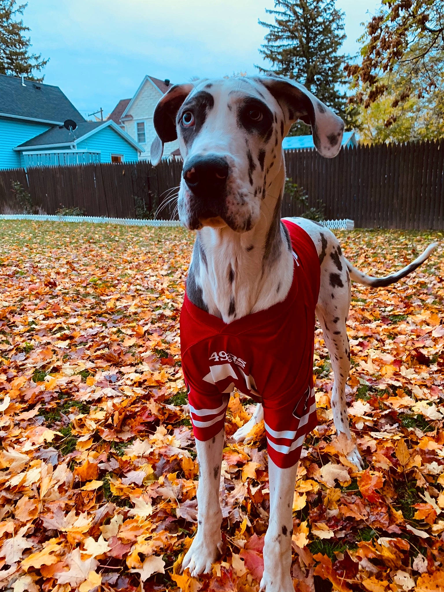 Aspen is registered to the contest to win money with this photo: autumn, canidae, carnivore, dog, dog_breed, fawn, great_dane, guard_dog, leaf, louisiana_catahoula_leopard_dog, mammal, non_sporting_group, plant, pointer, snout, sporting_group, tree, working_dog