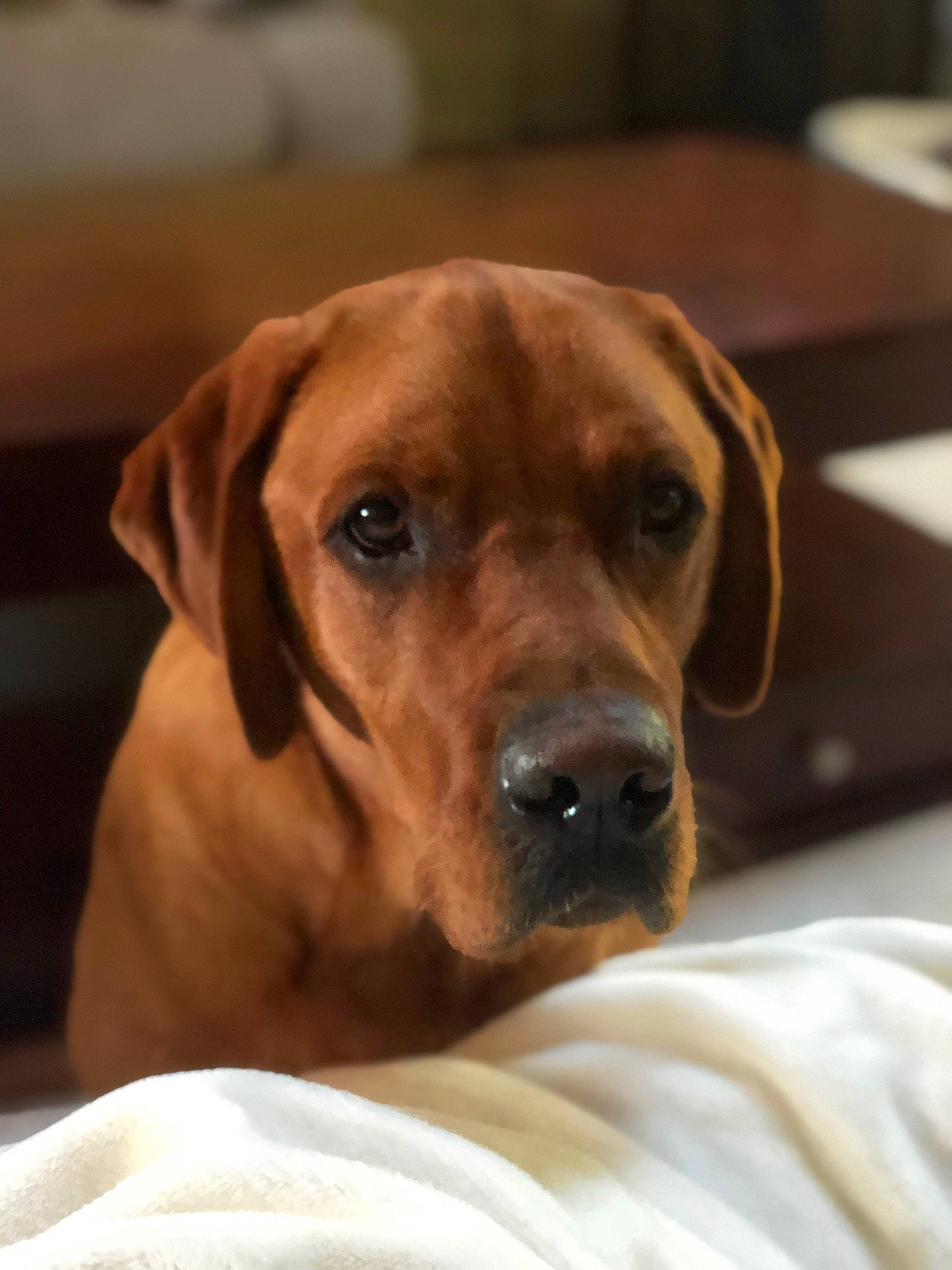 Thor joined the competition — help win amazing prizes! canidae, carnivore, comfort, companion_dog, dog, dog_breed, dog_collar, dog_supply, ear, fawn, fur, guard_dog, hound, liver, snout, sporting_group, terrestrial_animal, whiskers, wood, working_animal