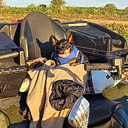 Mack Buddy Dude is registered to the contest to win money with this photo: adventure, animal, atv, blanket, blue_jacket, comfort, cozy, dog, grass, handlebar, leisure, nature, outdoor, pet, rural, seat, shadow, sunlight, tongue, vehicle