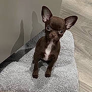 Izzabella is registered to the contest to win money with this photo: dog, chihuahua, small_dog, brown_dog, pet, cute, indoor, floor, rug, fluffy, ears, looking_up, animal, canine, companion, domestic_animal, shadow, curious, tiny, young_dog