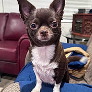 Liberty is registered to the contest to win money with this photo: dog, chihuahua, small_dog, brown_dog, white_fur, pet, indoor, quilted_blanket, sofa, living_room, ears, alert, cute, animal, companion, furniture, vintage_cabinet, carpet, floor, portrait