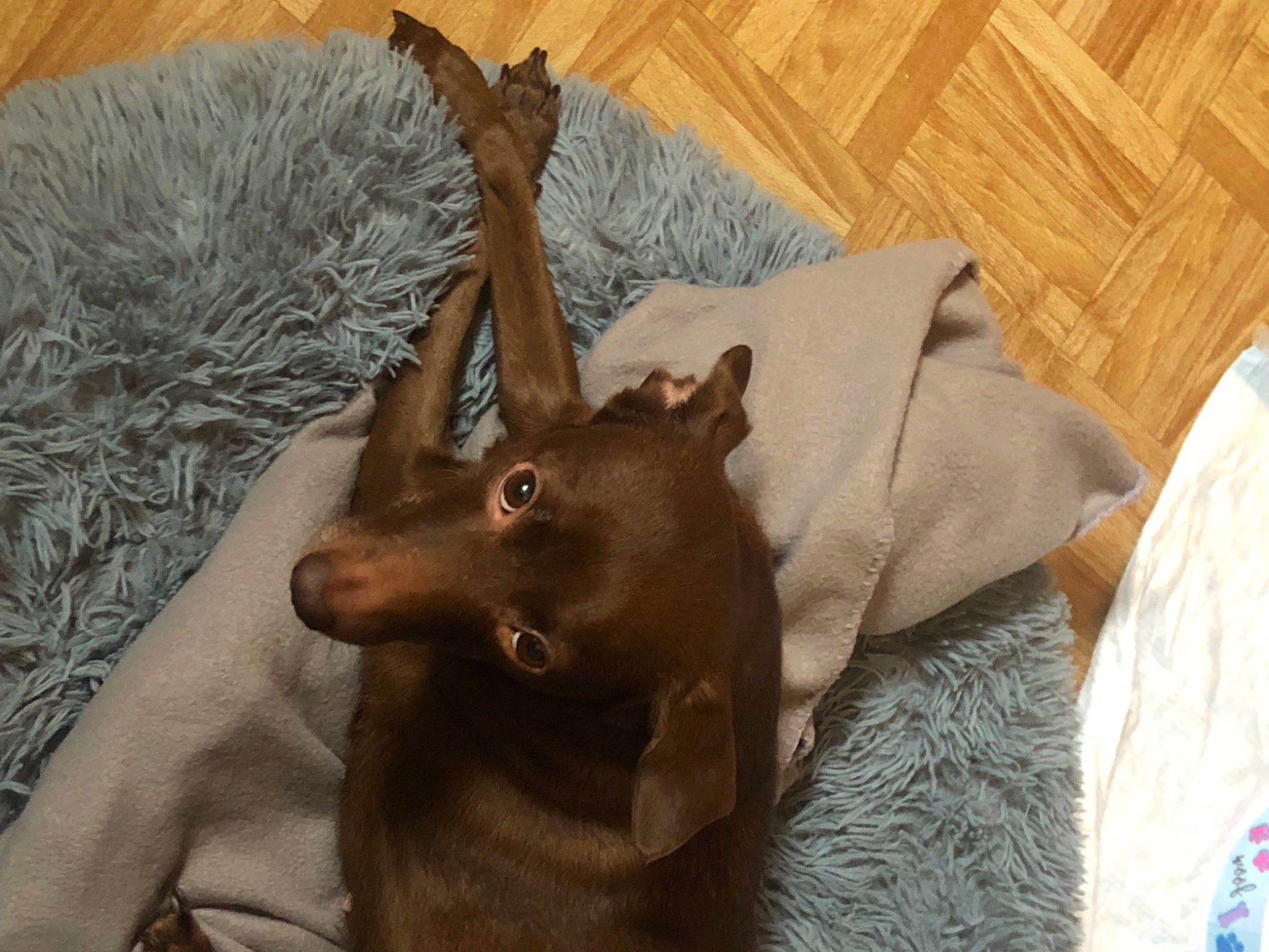 Runaway joined the competition — help win amazing prizes! canidae, carnivore, comfort, companion_dog, dog, dog_breed, ear, fawn, felidae, fur, hardwood, liver, natural_material, small_to_medium_sized_cats, snout, sporting_group, toy_dog, whiskers, wood, working_animal