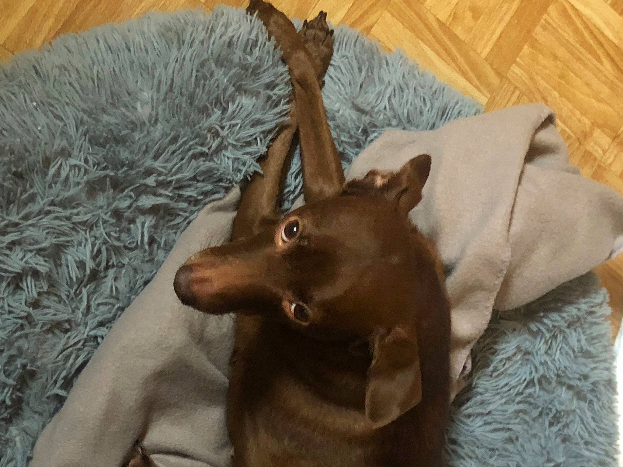 Runaway is registered to the contest to win money with this photo: antler, canidae, carnivore, companion_dog, deer, dog, dog_breed, fawn, fur, goat, goat_antelope, goats, hardwood, horn, liver, natural_material, snout, sporting_group, wood, working_animal