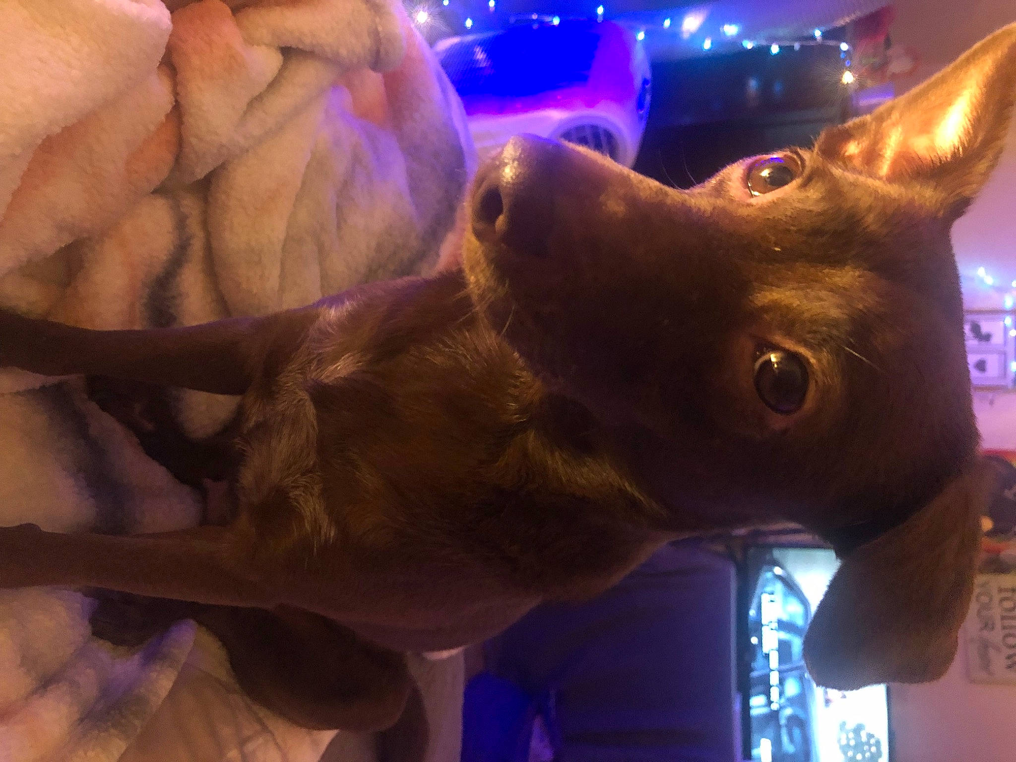 Runaway joined the competition — help win amazing prizes! art, canidae, carnivore, dog, dog_breed, ear, electric_blue, fawn, fun, gesture, jaw, light, liver, metal, nail, party_hat, snout, sporting_group, whiskers, working_animal