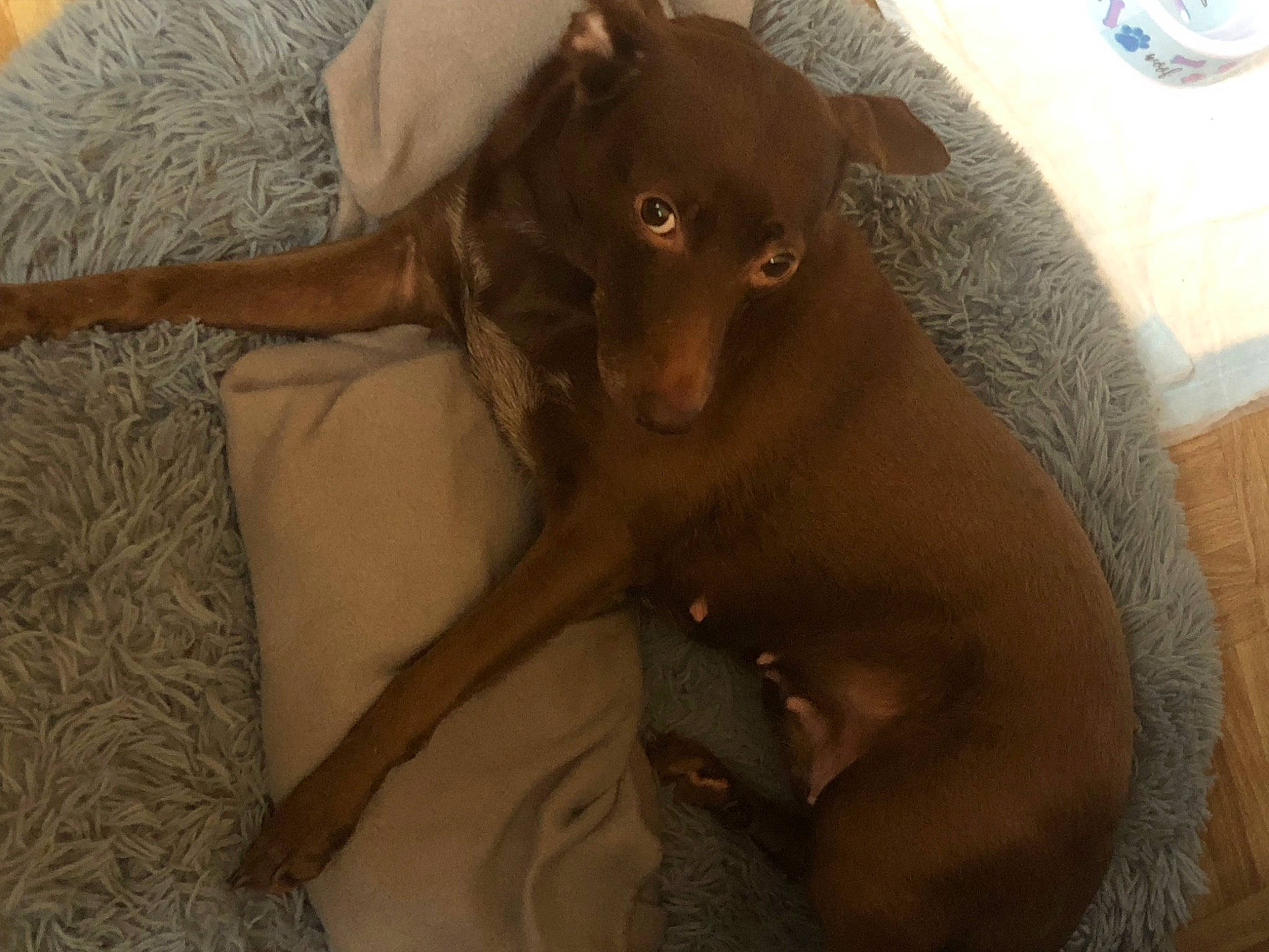 Runaway is registered to the contest to win money with this photo: brown, canidae, carnivore, comfort, companion_dog, dobermann, dog, dog_breed, ear, fawn, flooring, fur, guard_dog, hardwood, liver, paw, sporting_group, toy_dog, whiskers, working_animal