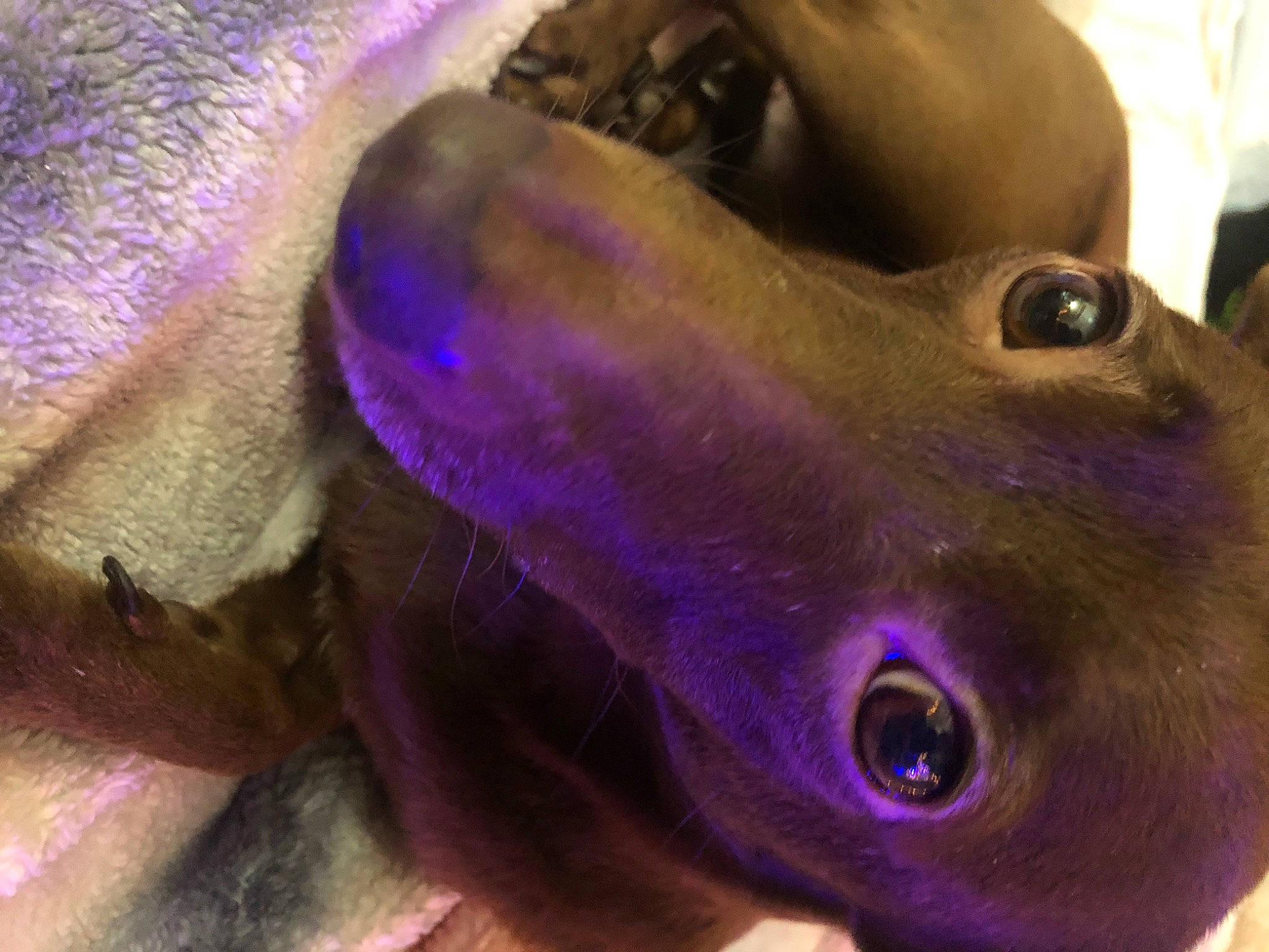 Runaway joined the competition — help win amazing prizes! art, close_up, electric_blue, macro_photography, magenta, marine_biology, metal, photography, purple, snout, terrestrial_animal, toy, underwater, violet