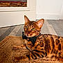 animal, bengal_cat, bow_tie, cat, close_up, domestic_cat, ears, feline, flooring, fur_pattern, household, indoor, lying_down, pet, portrait, relaxed, rug, whiskers, wooden_floor, yellow_eyes