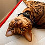 Simba a rejoint le concours — aidez-le/la à gagner de superbes lots ! bengal_cat, cat, pet, lying_down, upside_down, mattress, collar, whiskers, green_eyes, indoor, close_up, fur_pattern, relaxed, curious, red_border, white_mattress, domestic_animal, animal, feline, soft_background