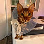 Simba a rejoint le concours — aidez-le/la à gagner de superbes lots ! cat, bengal_cat, cone, pet, indoor, curious, green_eyes, white_bow, feline, domestic_animal, wooden_floor, table, window, decor, lamp, white_surface, close_up, animal_portrait, pet_accessory, cozy