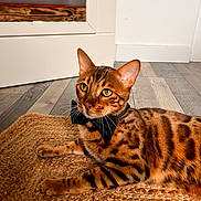 Simba participe au concours pour gagner de l'argent avec cette photo : bengal_cat, cat, bow_tie, pet, indoor, flooring, woven_mat, wooden_floor, bed, furniture, animal, feline, domestic_cat, relaxed, lying_down, striped, spotted, ears, whiskers, yellow_eyes