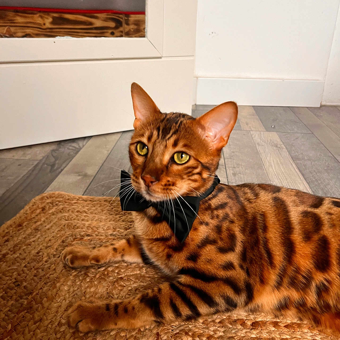 Simba participe au concours pour gagner de l'argent avec cette photo : animal, bed, bengal_cat, bow_tie, cat, domestic_cat, ears, feline, flooring, furniture, indoor, lying_down, pet, relaxed, spotted, striped, whiskers, wooden_floor, woven_mat, yellow_eyes