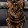 animal, bengal_cat, cat, close_up, couch, curious, domestic_animal, ears, eyes, feline, fur, indoor, paws, pet, resting, sofa, spotted, striped, tabby, whiskers