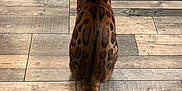 Simba participe au concours pour gagner de l'argent avec cette photo : bengal_cat, cat, animal, pet, feline, striped_tail, fur_pattern, wooden_floor, indoor, sitting, back_view, ears, tail, floor_tiles, chair_bases, brown, black, orange, domestic_cat, quiet