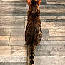 animal, back_view, bengal_cat, black, brown, cat, chair_bases, domestic_cat, ears, feline, floor_tiles, fur_pattern, indoor, orange, pet, quiet, sitting, striped_tail, tail, wooden_floor