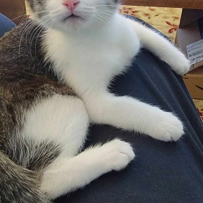 Daisy joined the competition — help win amazing prizes! abyssinian, animal, cat, computer, computerhardware, couch, desk, electronics, furniture, hardware, indoors, kitten, laptop, monitor, pc, person, pet, screen, sleeping, table