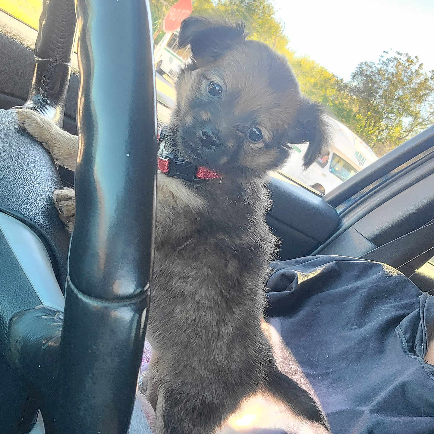 Precious is registered to the contest to win money with this photo: adult, alloywheel, animal, canine, car, dog, driving, face, female, head, machine, person, pet, photography, portrait, puppy, spoke, transportation, vehicle, woman