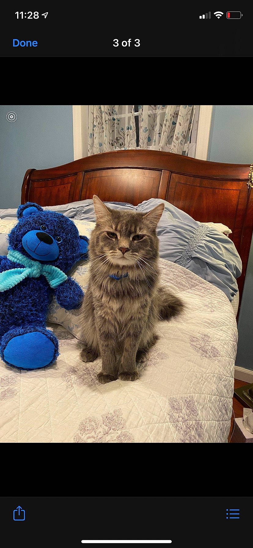 Dodo is registered to the contest to win money with this photo: bag, bed, carnivore, cat, comfort, domestic_short_haired_cat, drawer, felidae, floor, flooring, fur, grey, hardwood, linens, luggage_and_bags, room, small_to_medium_sized_cats, tail, whiskers, wood