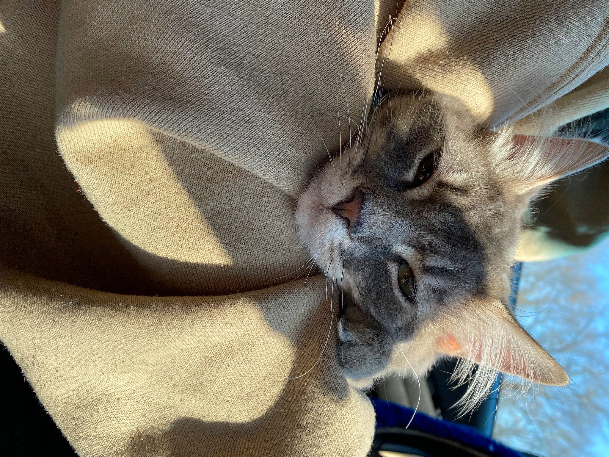 Dodo is registered to the contest to win money with this photo: carnivore, cat, chartreux, claw, comfort, domestic_short_haired_cat, fawn, felidae, fur, nap, paw, plant, sleep, small_to_medium_sized_cats, snout, tail, tree, whiskers