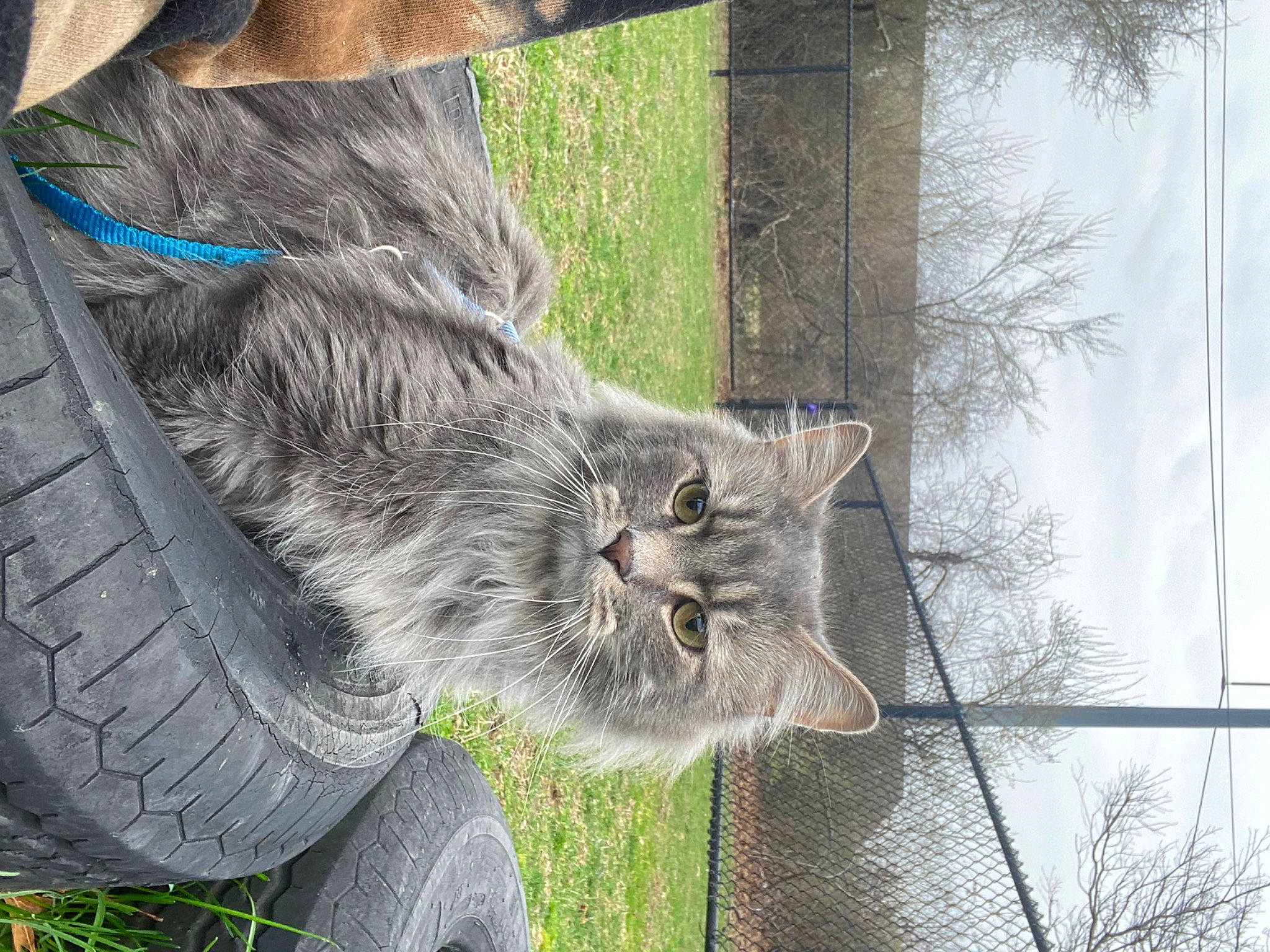 Dodo is registered to the contest to win money with this photo: automotive_tire, carnivore, cat, felidae, grass, grey, plant, small_to_medium_sized_cats, snout, tail, terrestrial_animal, tire, tread, tree, trunk, twig, wheel, whiskers, window, wood