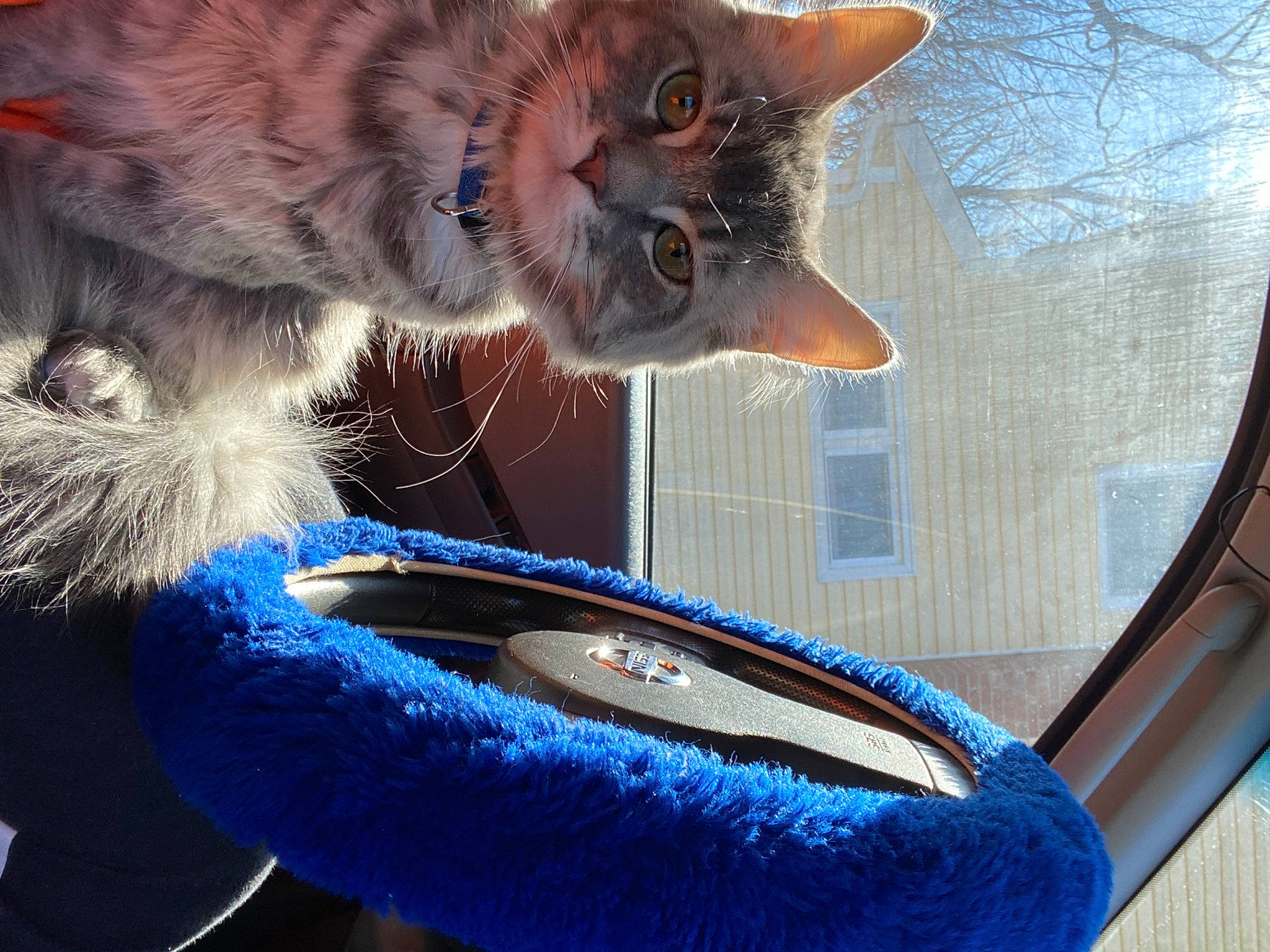 Dodo is registered to the contest to win money with this photo: automotive_tire, blue, carnivore, cat, cat_supply, electric_blue, fang, fawn, felidae, jaw, light, mammal, organ, paw, photograph, small_to_medium_sized_cats, snout, tail, whiskers, window