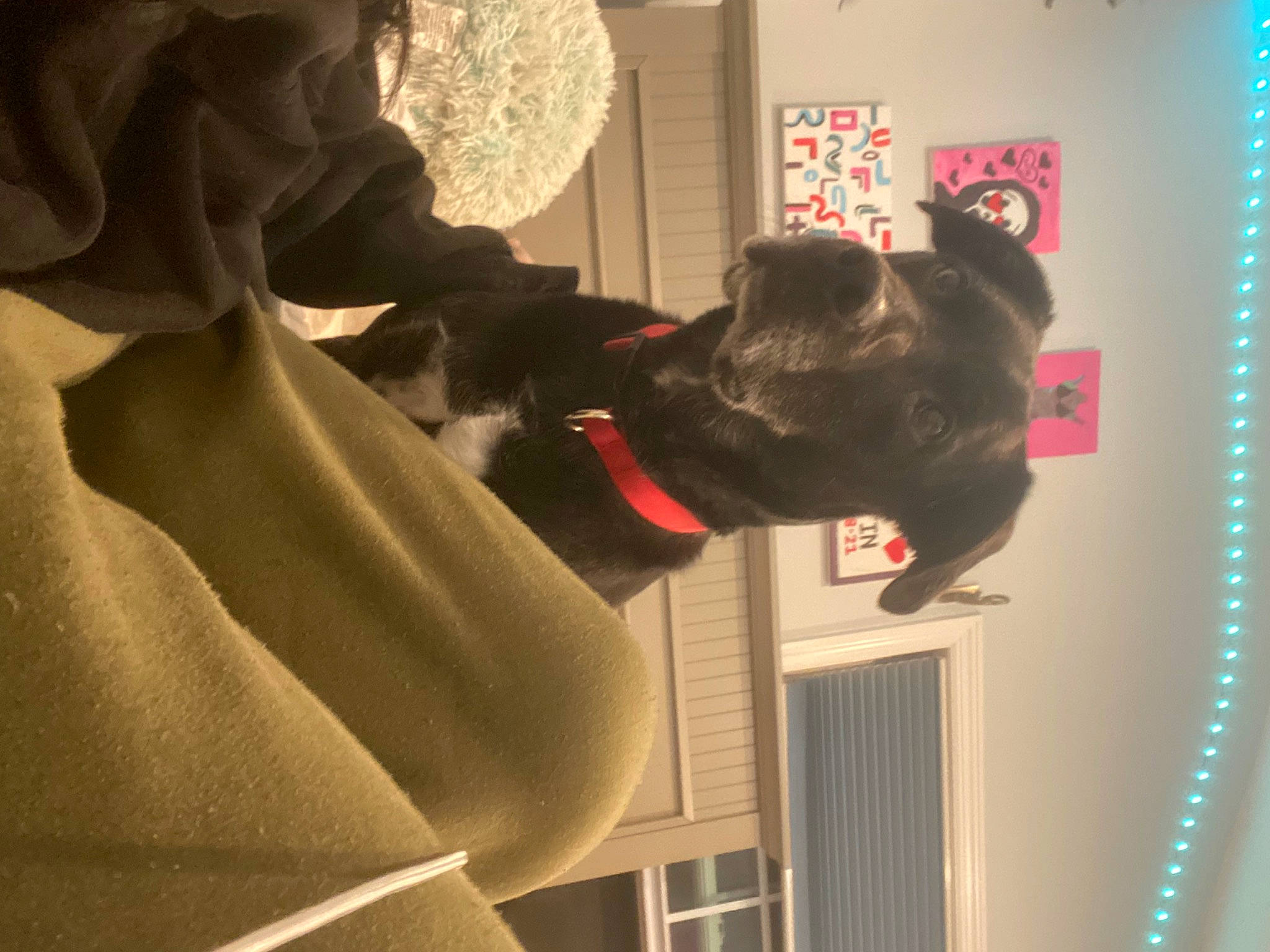 Rudy joined the competition — help win amazing prizes! canidae, carmine, carnivore, companion_dog, dog, dog_breed, eyewear, fawn, felidae, fun, fur, gesture, guard_dog, magenta, room, small_to_medium_sized_cats, snout, sporting_group, visual_arts