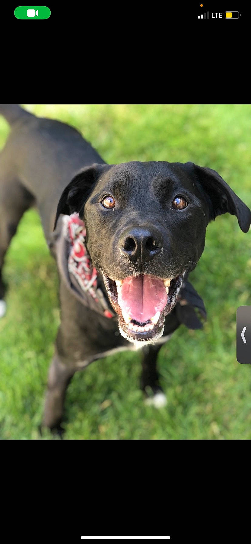 Rudy joined the competition — help win amazing prizes! borador, canidae, carnivore, collar, companion_dog, dog, dog_breed, dog_collar, fawn, grass, guard_dog, gun_dog, plant, pointing_breed, retriever, snout, sporting_group, sports_equipment, whiskers, working_animal