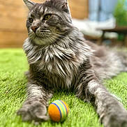 Uthor a rejoint le concours — aidez-le/la à gagner de superbes lots ! cat, maine_coon, gray_cat, long_hair, fluffy, grass, toy_ball, outdoor, pet, animal, relaxed, lying_down, green, colorful, playful, feline, close_up, nature, blurred_background, soft_light