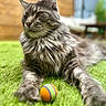 cat, maine_coon, gray_cat, long_hair, fluffy, grass, toy_ball, outdoor, pet, animal, relaxed, lying_down, green, colorful, playful, feline, close_up, nature, blurred_background, soft_light