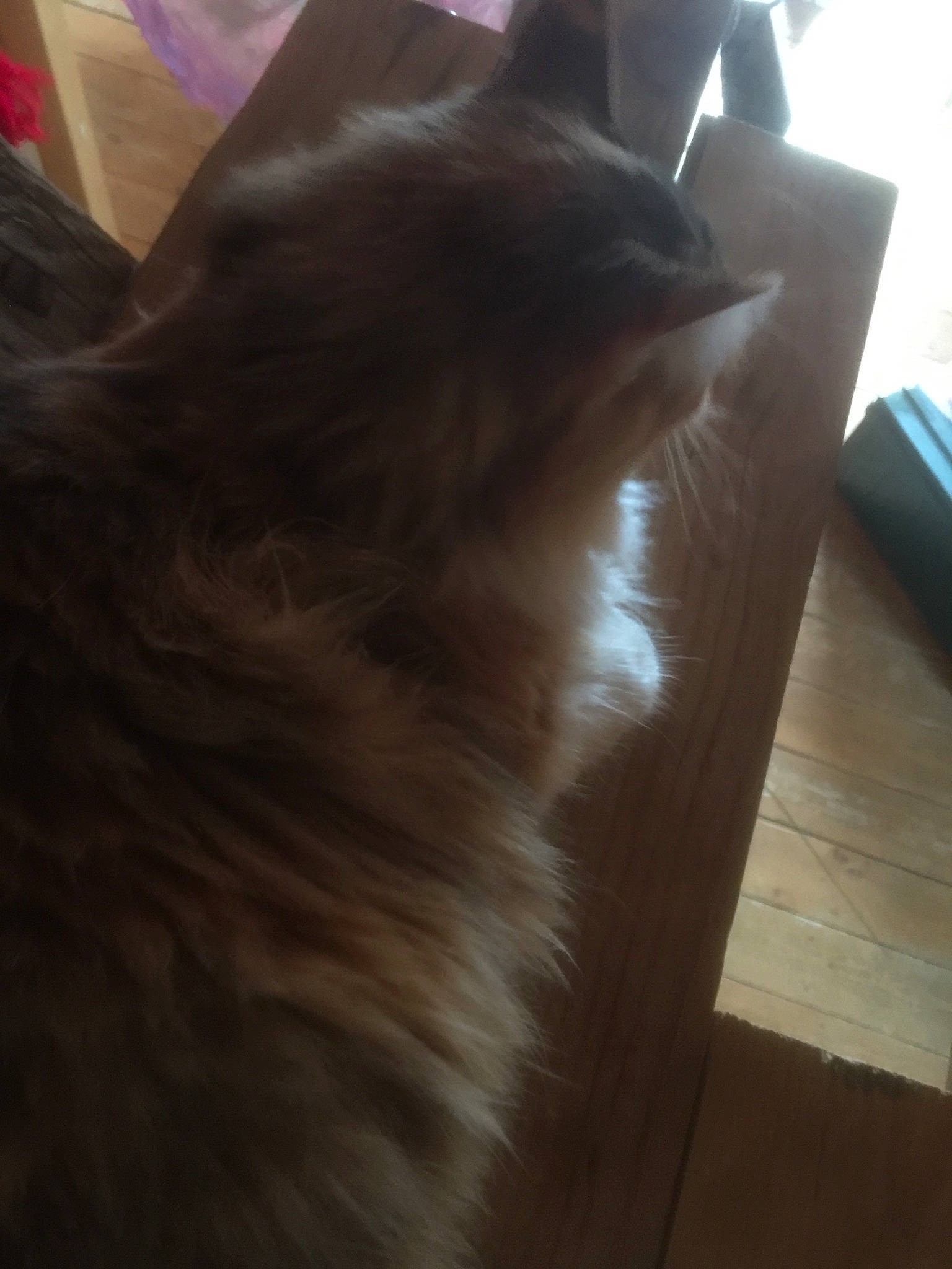 Câlin a rejoint le concours — aidez-le/la à gagner de superbes lots ! black_cat, carnivore, cat, domestic_short_haired_cat, fawn, felidae, flooring, fur, hardwood, laminate_flooring, plywood, small_to_medium_sized_cats, snout, tail, whiskers, window, wood, wood_flooring, wood_stain