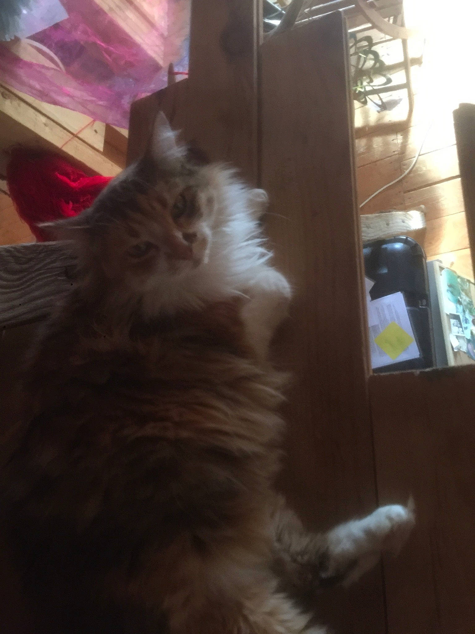 Câlin a rejoint le concours — aidez-le/la à gagner de superbes lots ! british_longhair, carnivore, cat, fawn, felidae, flooring, fur, glass, hardwood, maine_coon, persian, small_to_medium_sized_cats, tail, whiskers, window, wood
