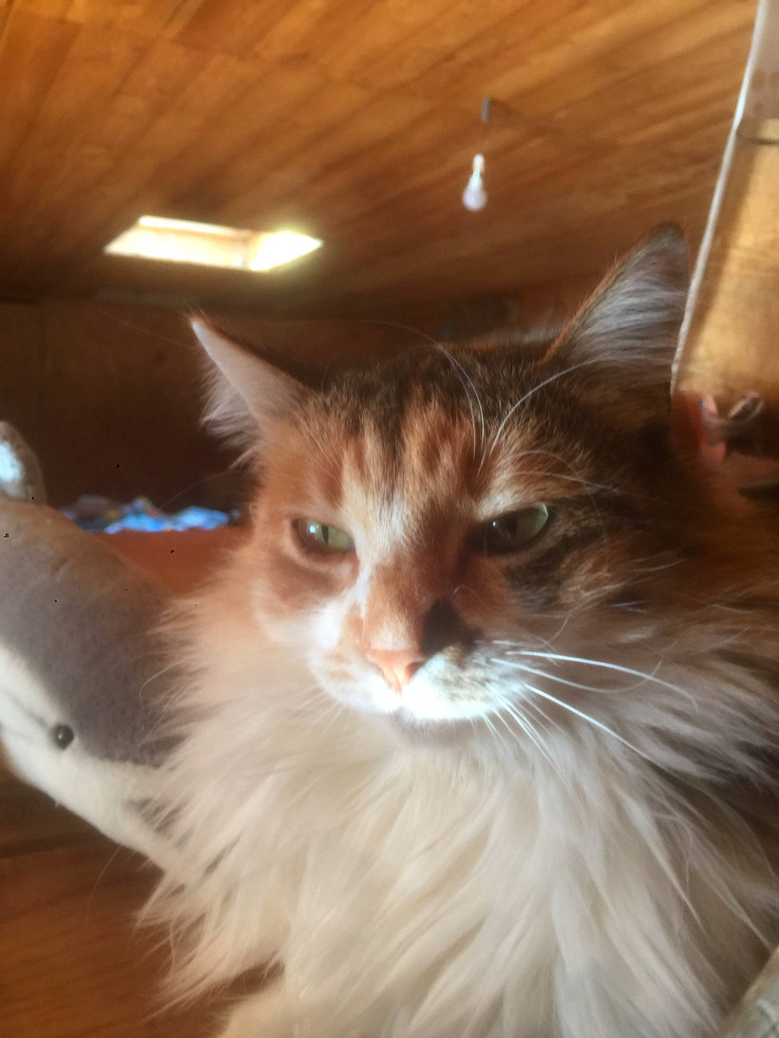 Câlin a rejoint le concours — aidez-le/la à gagner de superbes lots ! carnivore, cat, eye, fawn, felidae, fur, hardwood, small_to_medium_sized_cats, snout, tail, whiskers, window, wood